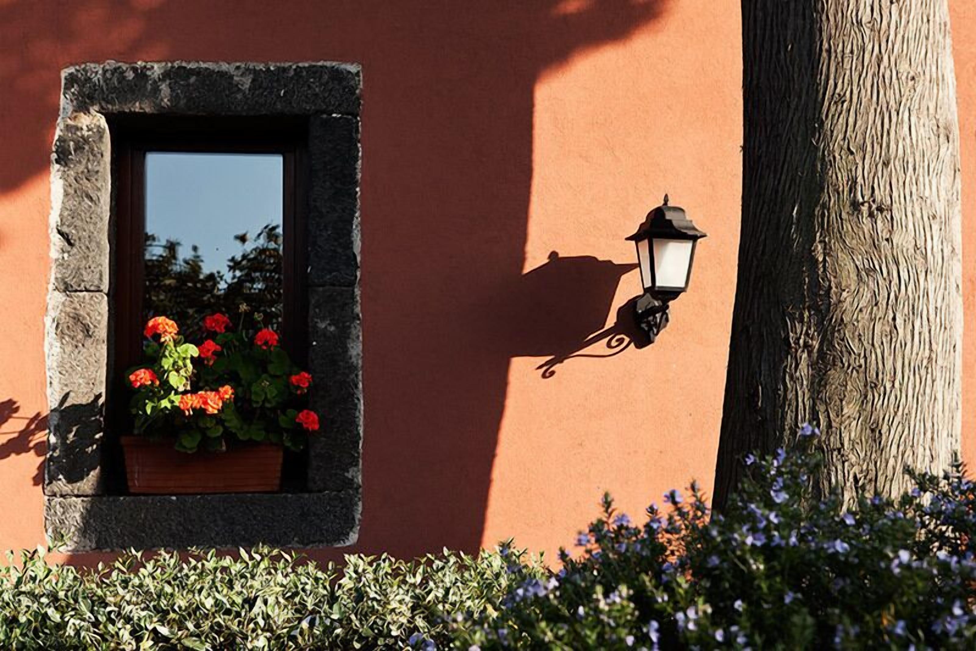A stone-framed window with red flowers, a wall-mounted lantern, and a tree trunk.