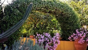 A garden with various plants, including a cactus and flowering shrubs. - La Terra del Mezzo (Riposto)