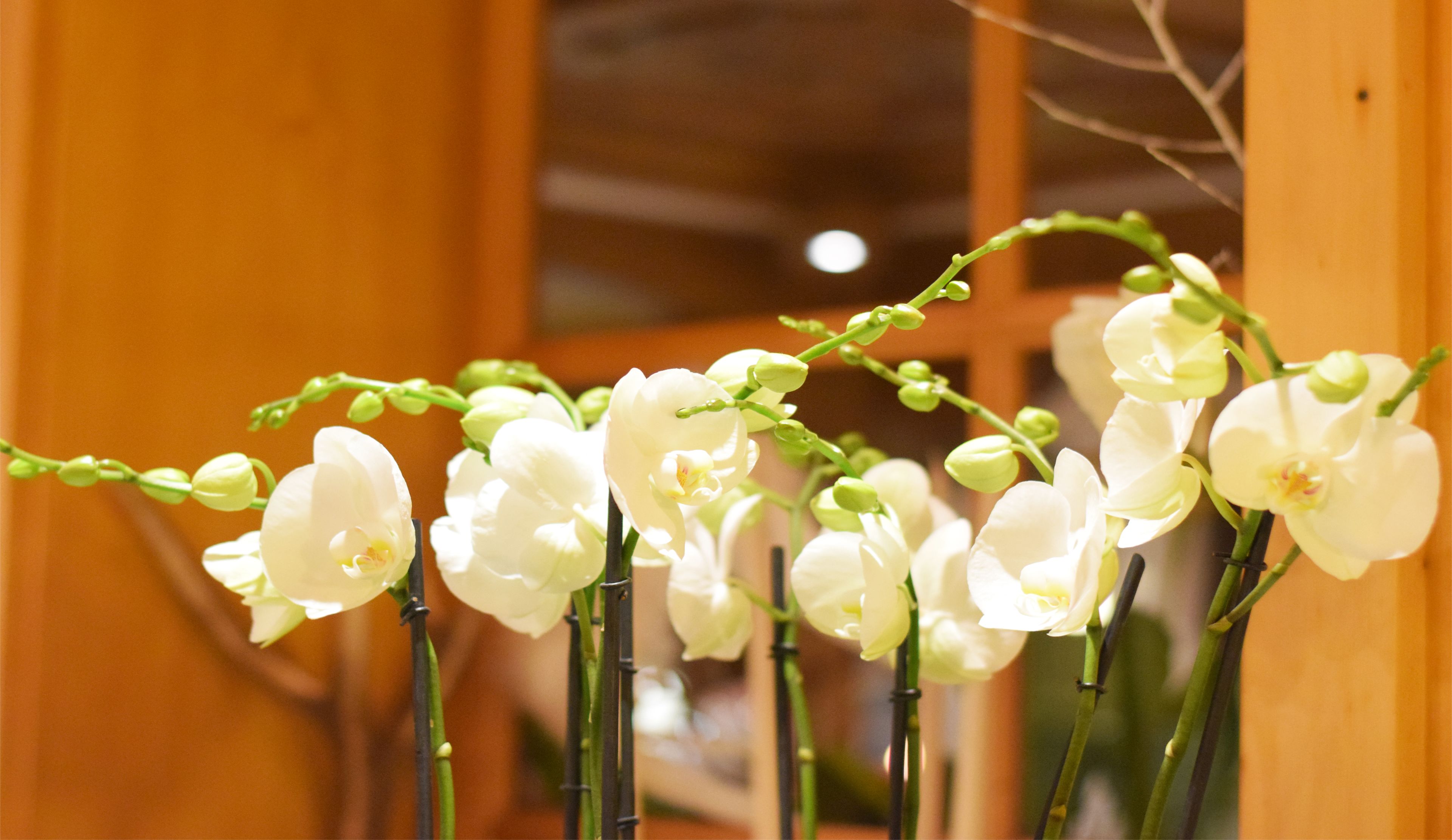Várias orquídeas brancas em um vaso, com fundo de madeira.