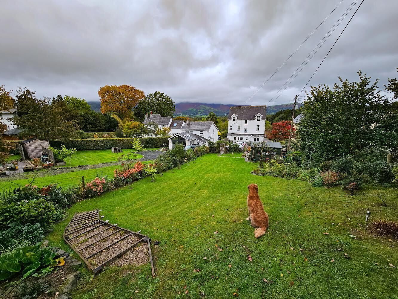 A dog in a grassy yard with a house in the background.