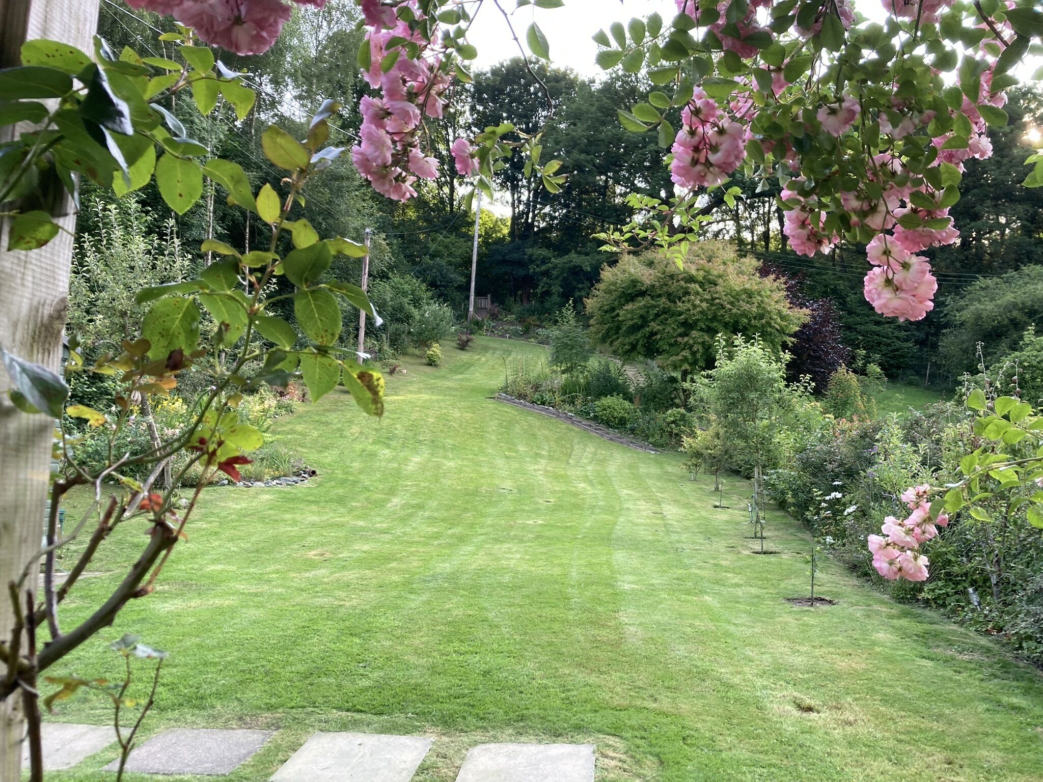 Ein gepflegter Garten mit Rasenfläche, verschiedenen Sträuchern und blühenden Pflanzen.