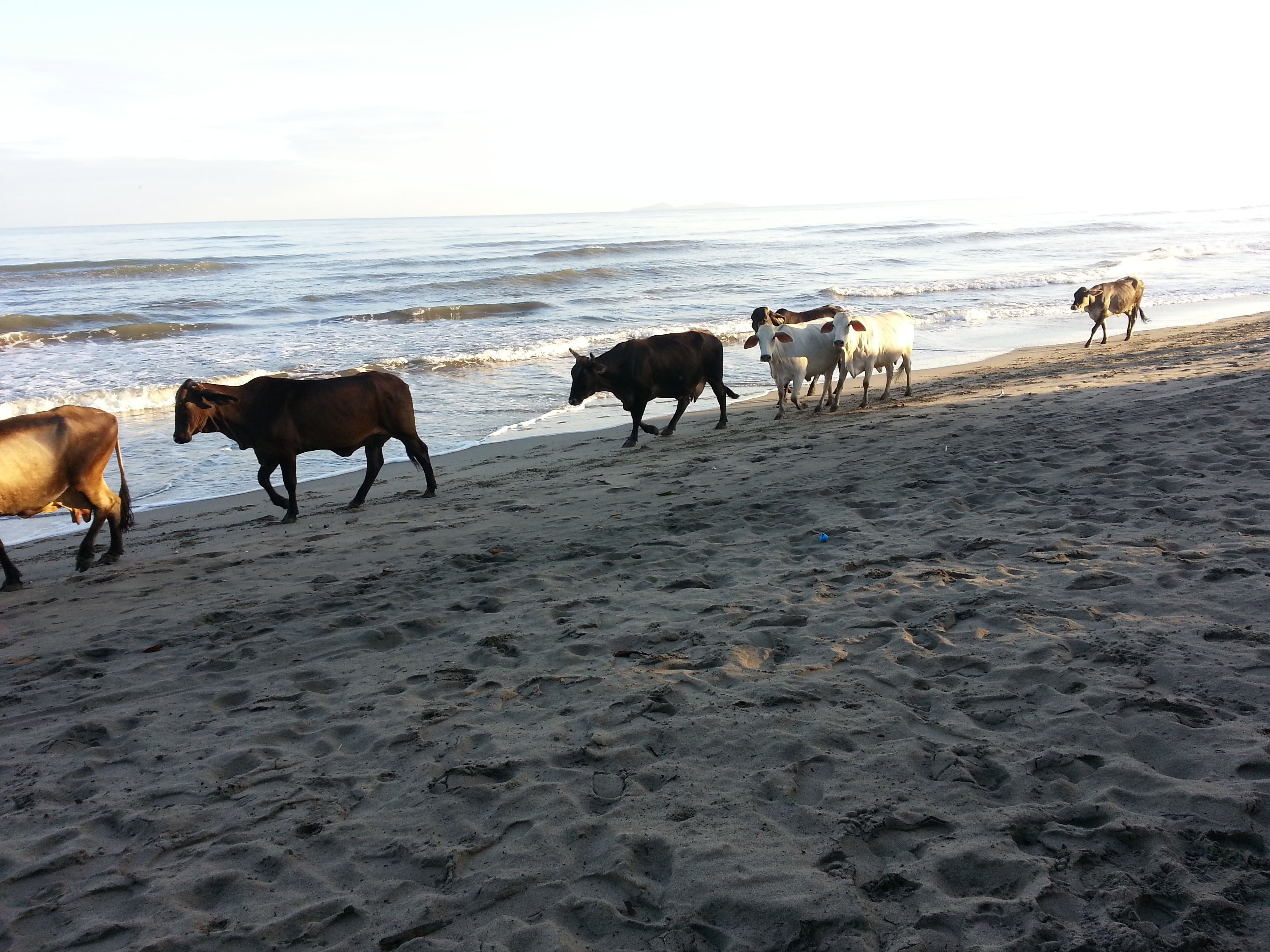 A beach with cows walking along the shore.