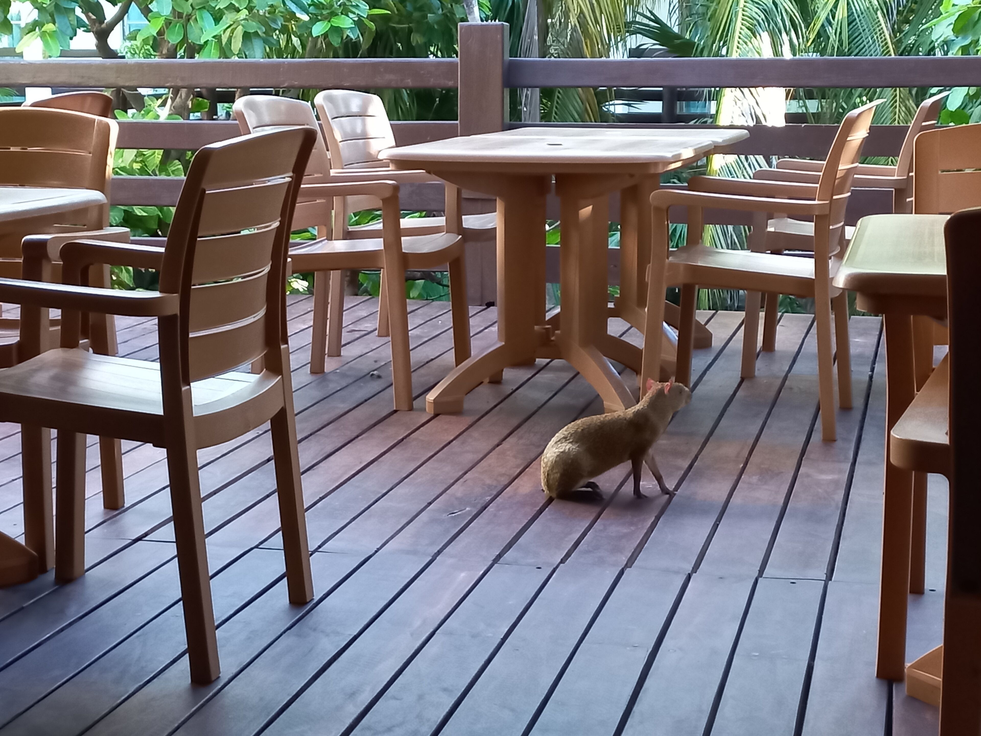 Terrasse/patio