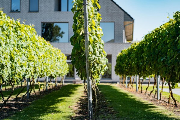 A vineyard with rows of grapevines in front of a modern building. - Abalona Hotel & Apartments (Dendermonde)