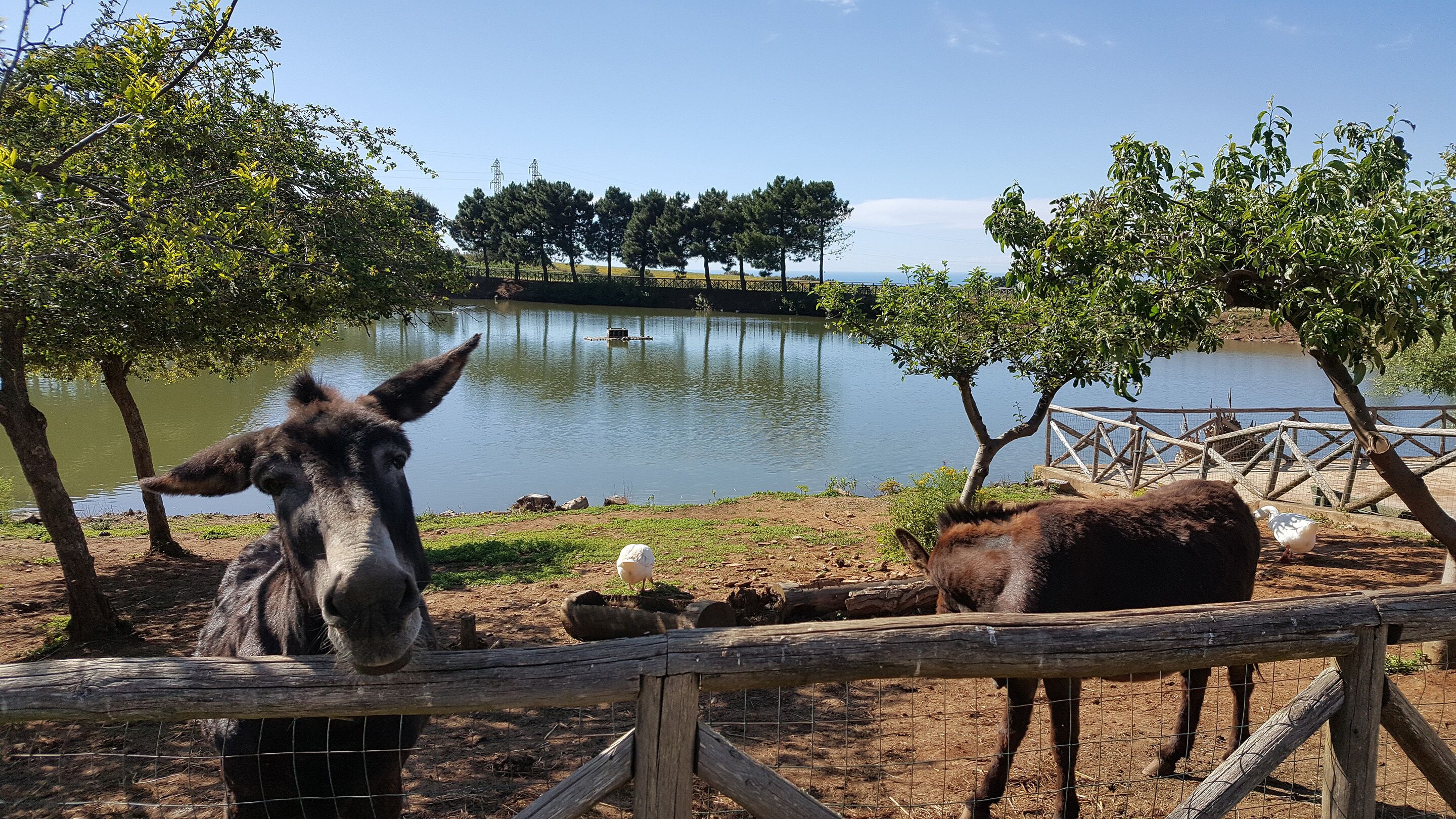 Photo - Popilia Country Resort