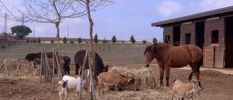 Un establo con caballos y un área cercada.