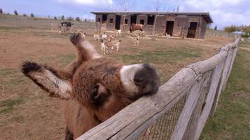 A donkey behind a wooden fence with a stable in the background.