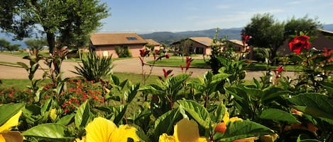 A residential area with houses, a tree, and yellow flowers.