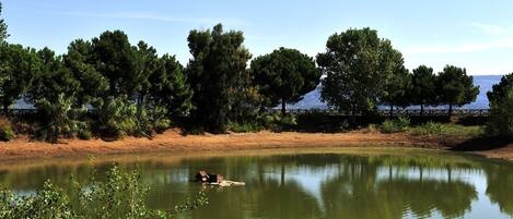 Un lago sereno con un muelle de madera y una casa pequeña, rodeado de árboles frondosos y un cielo despejado.
