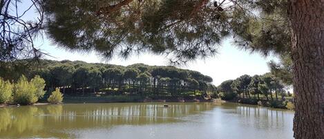 Un lago tranquilo rodeado de árboles frondosos y un cielo despejado.
