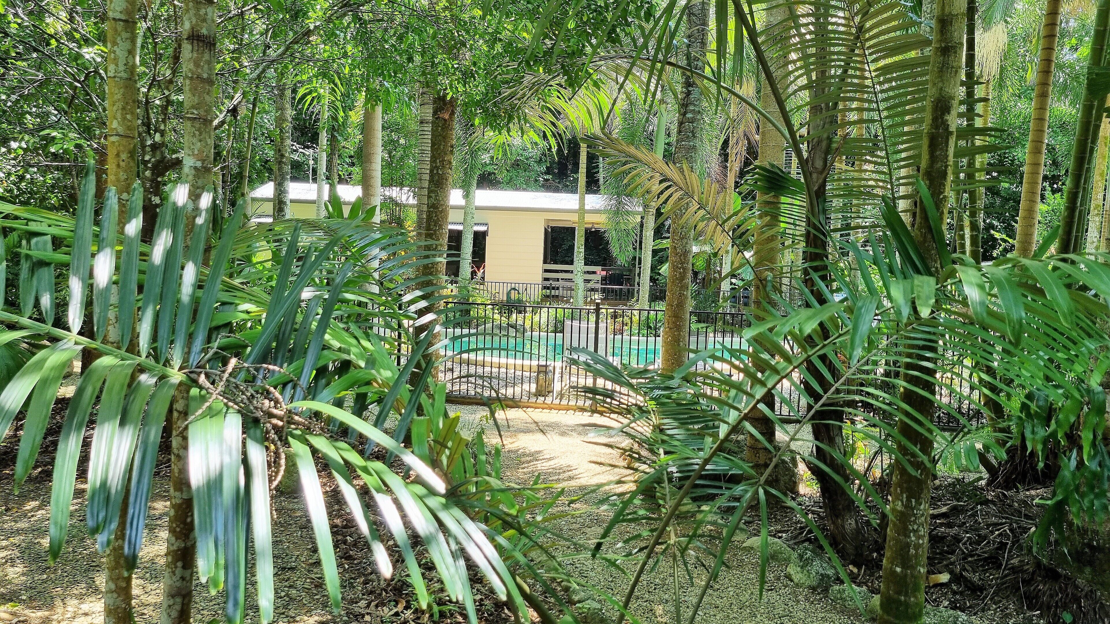 Un jardin luxuriant avec une piscine, entouré de grands arbres et d’un feuillage dense.