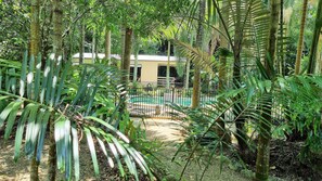 A lush garden with a pool, surrounded by tall trees and dense foliage. - Boutique Bungalows (Wongaling Beach)