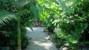 A narrow, gravel path flanked by dense tropical foliage, leading towards a shaded area.