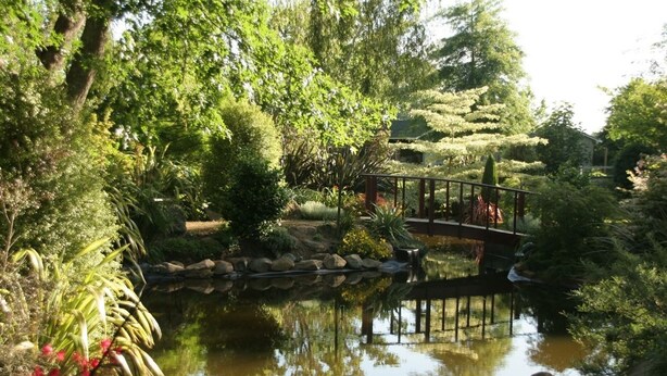 A serene garden with a pond, a wooden bridge, and various plants. - Somersal Bed & Breakfast (Pirongia)