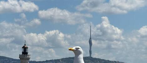 Una gaviota posada en un tejado, con un paisaje urbano de fondo que incluye un faro y una torre alta.