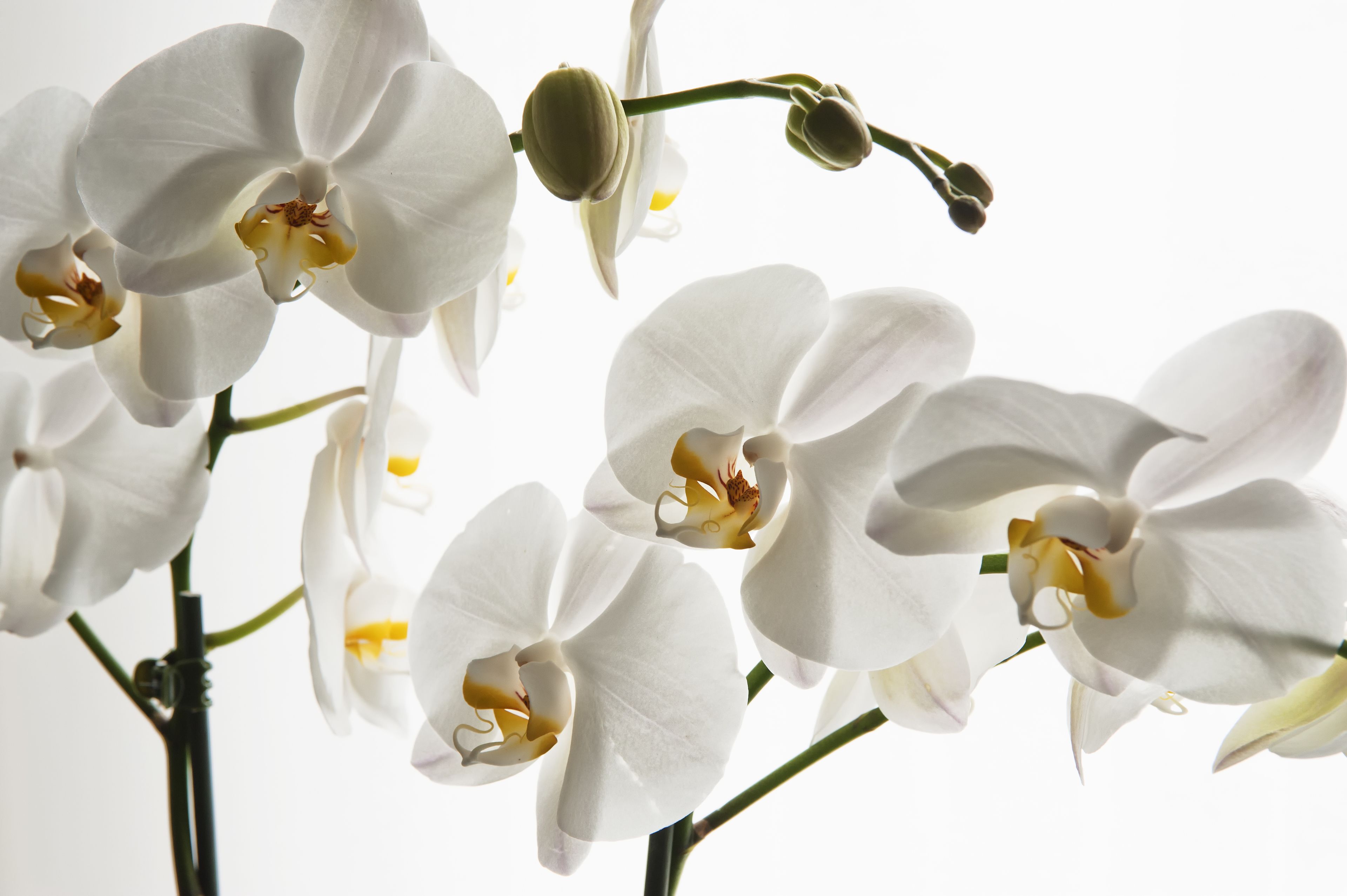 single room | frette italian sheets, premium bedding, memory-foam beds, minibar