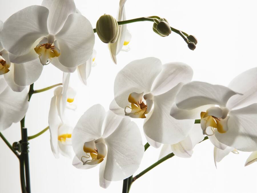 A close-up of white orchids with yellow centers, set against a plain background.
