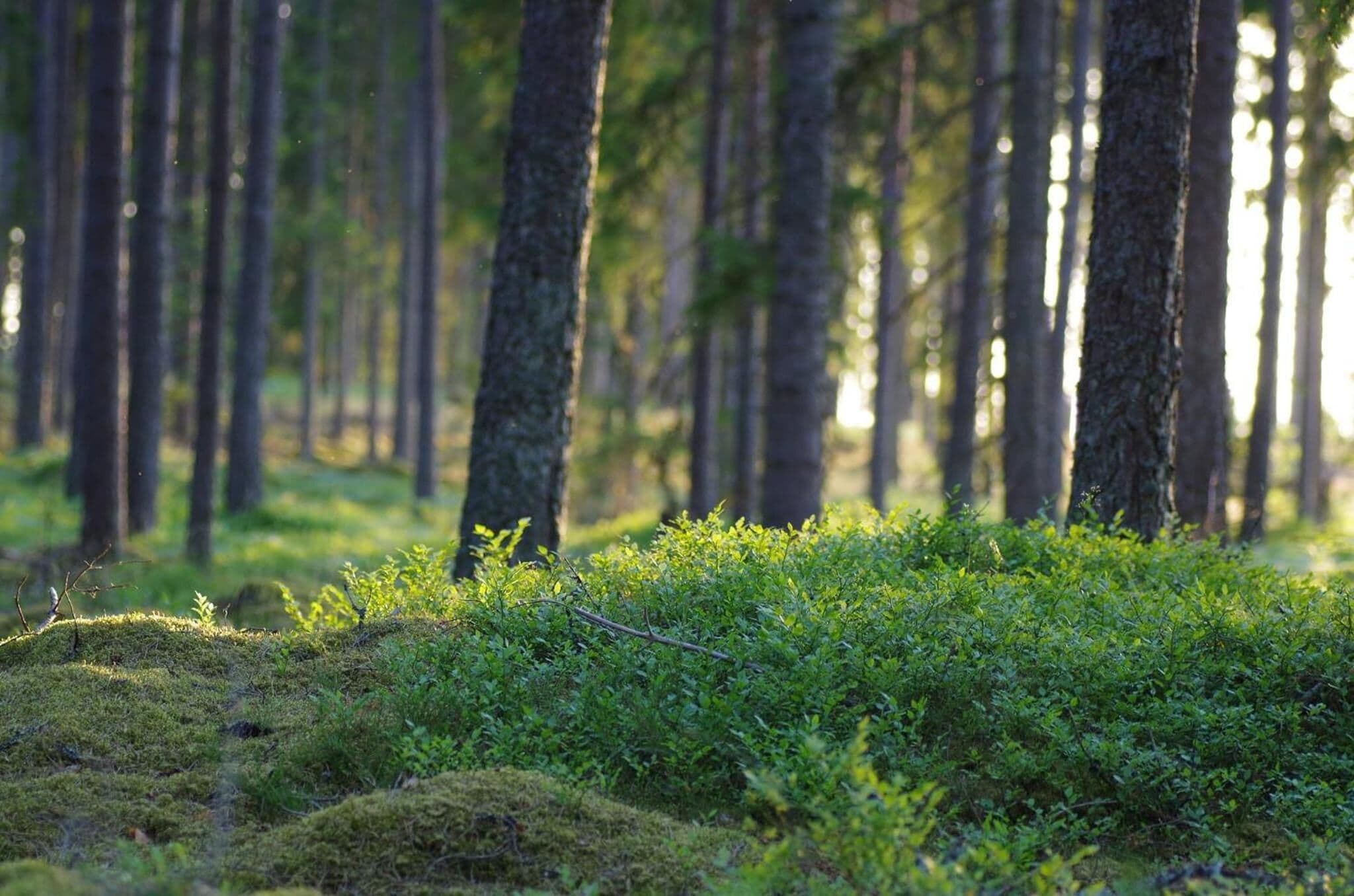 A forest with tall trees and dense undergrowth.