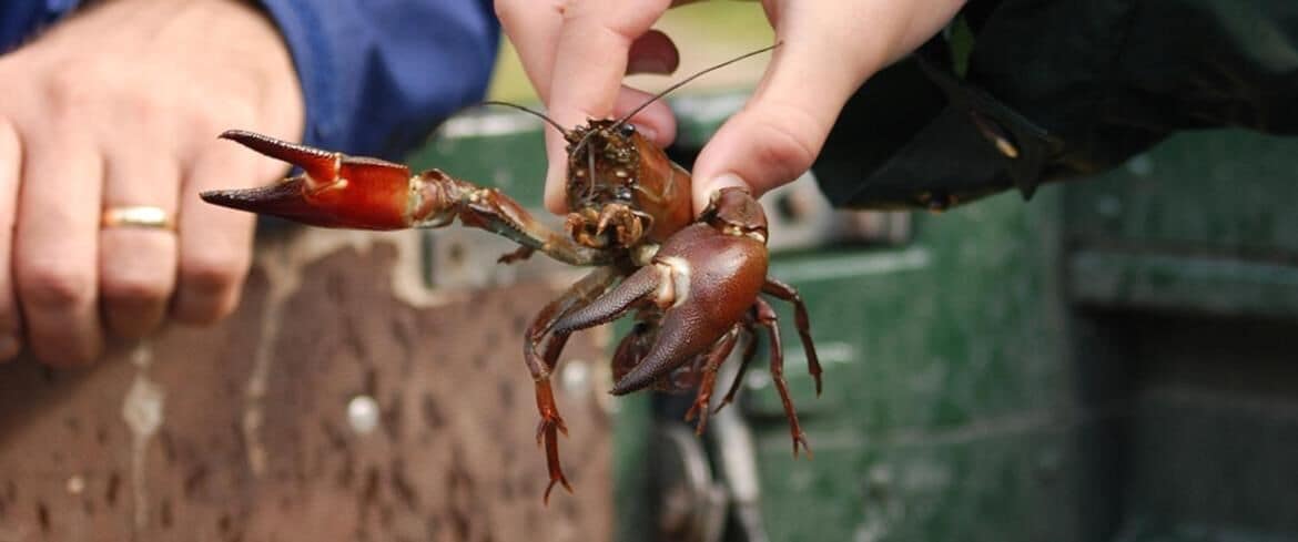 A person holding two crabs, one larger and one smaller, with a focus on their claws.
