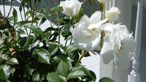 Porch - Foxgloves Bed and Breakfast (Waingaro)