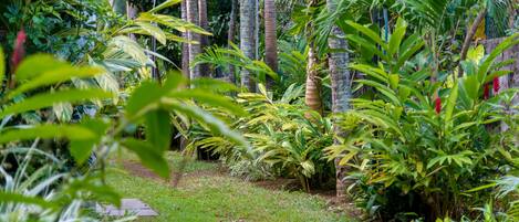 A lush garden with various tropical plants and a grassy path.