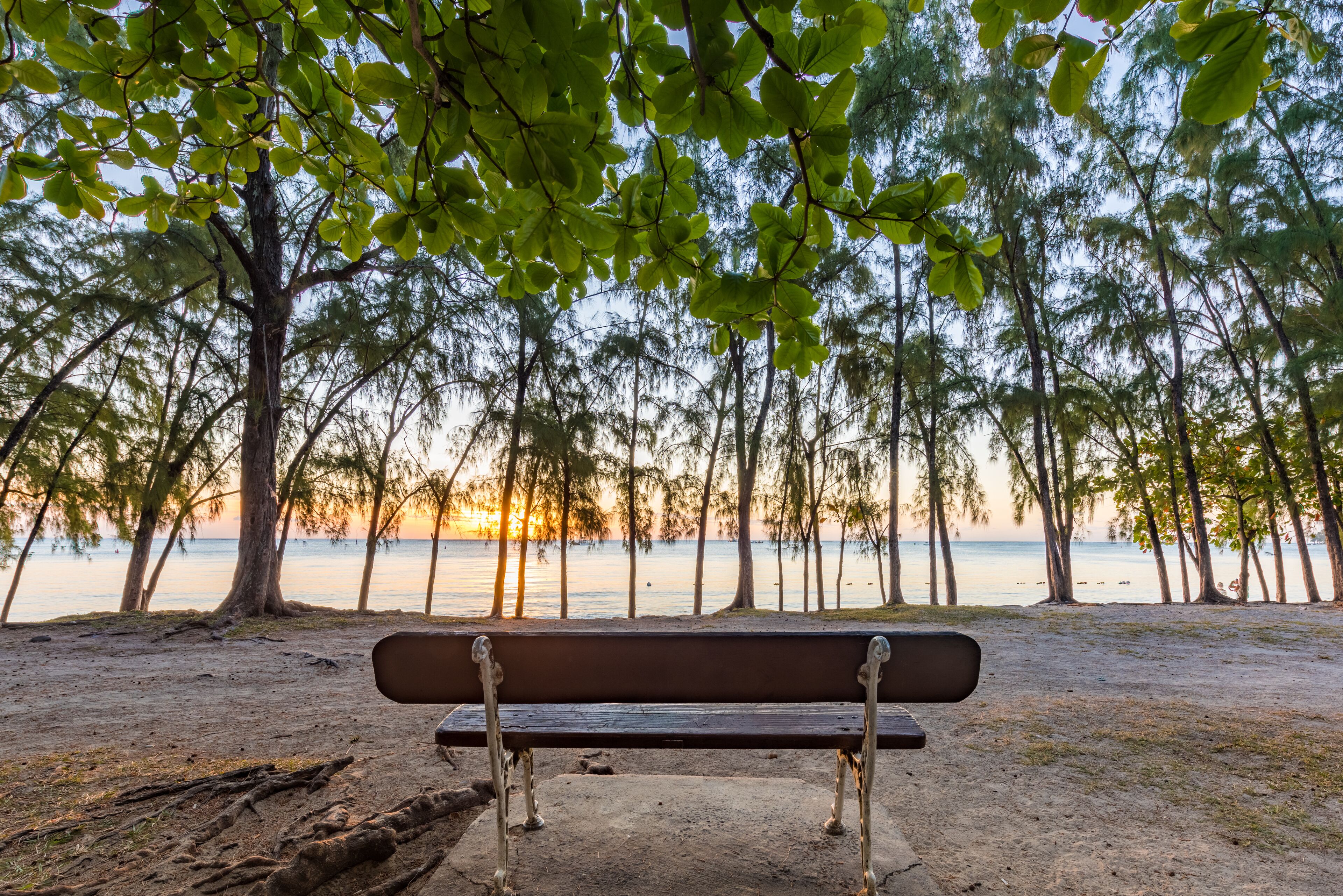 A bench at a beach with trees and a view of the ocean.