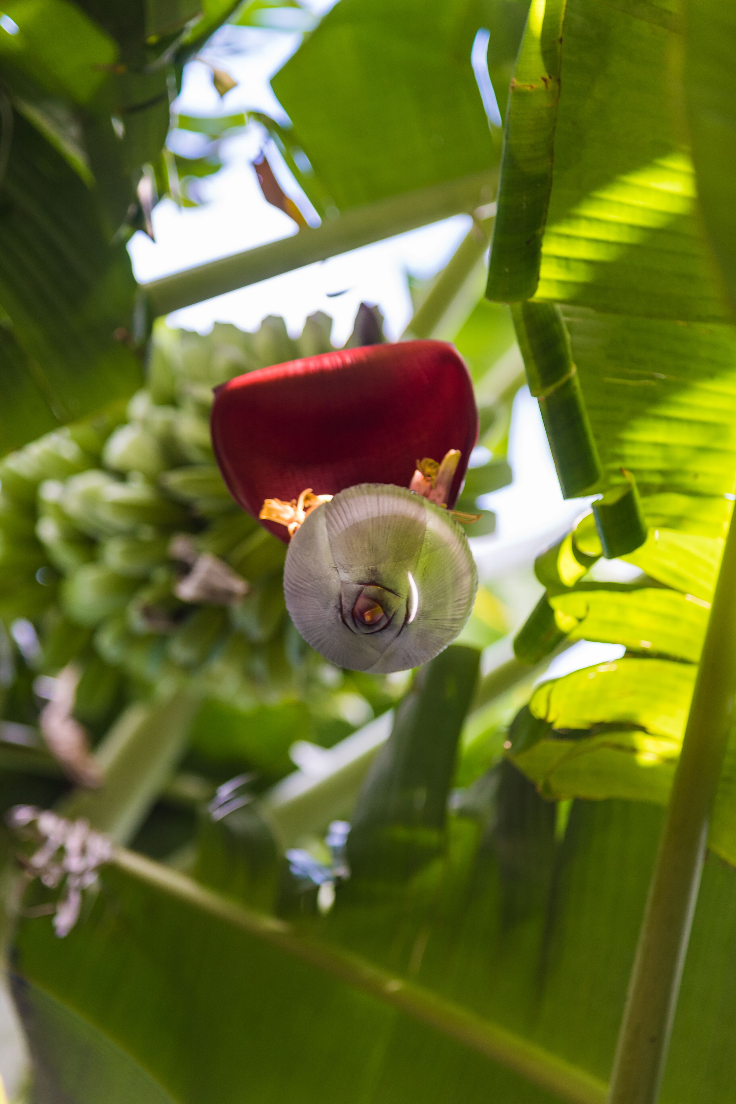 A close-up of a red flower with a white center, surrounded by large green leaves.