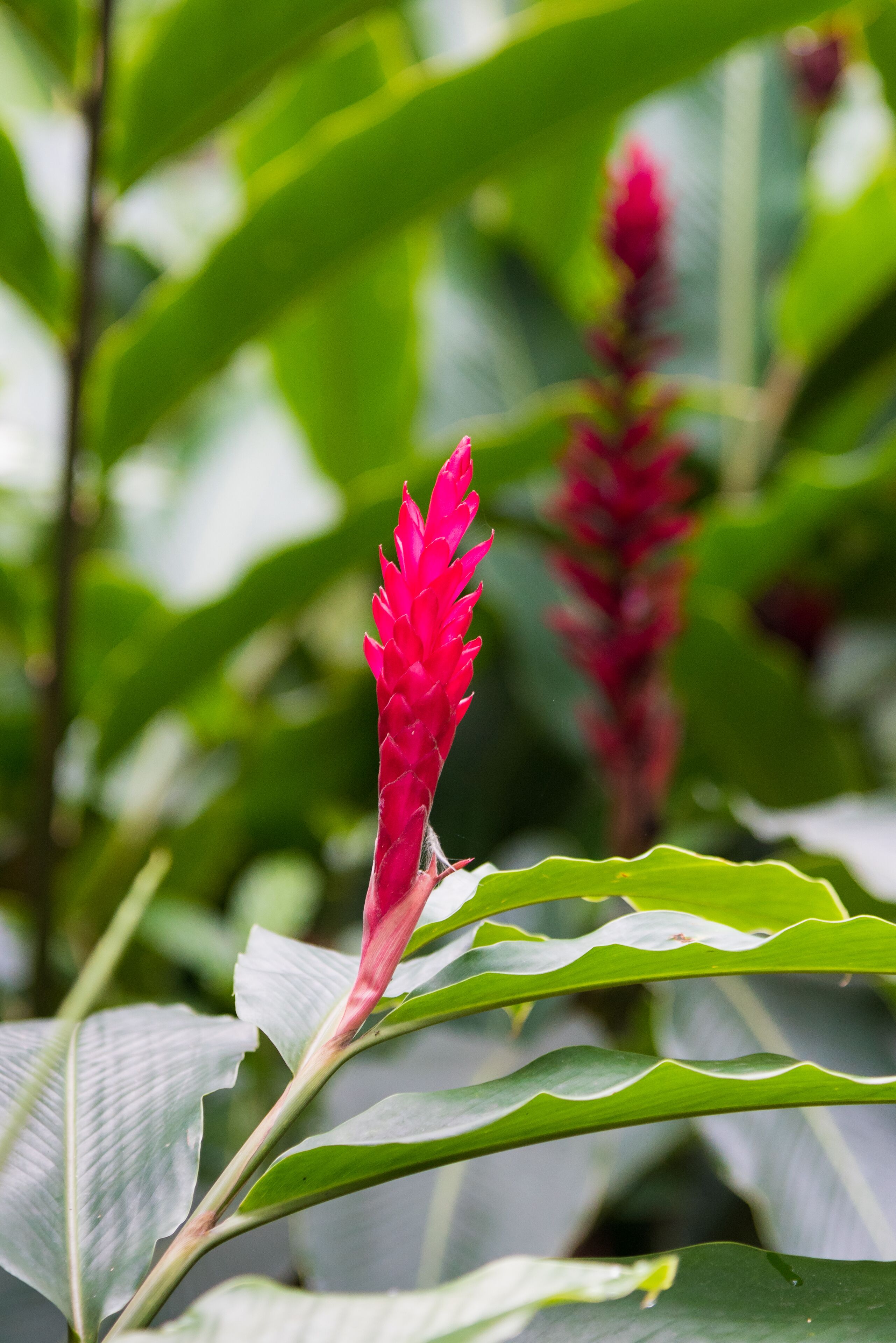 A plant with a prominent red flower and green leaves.