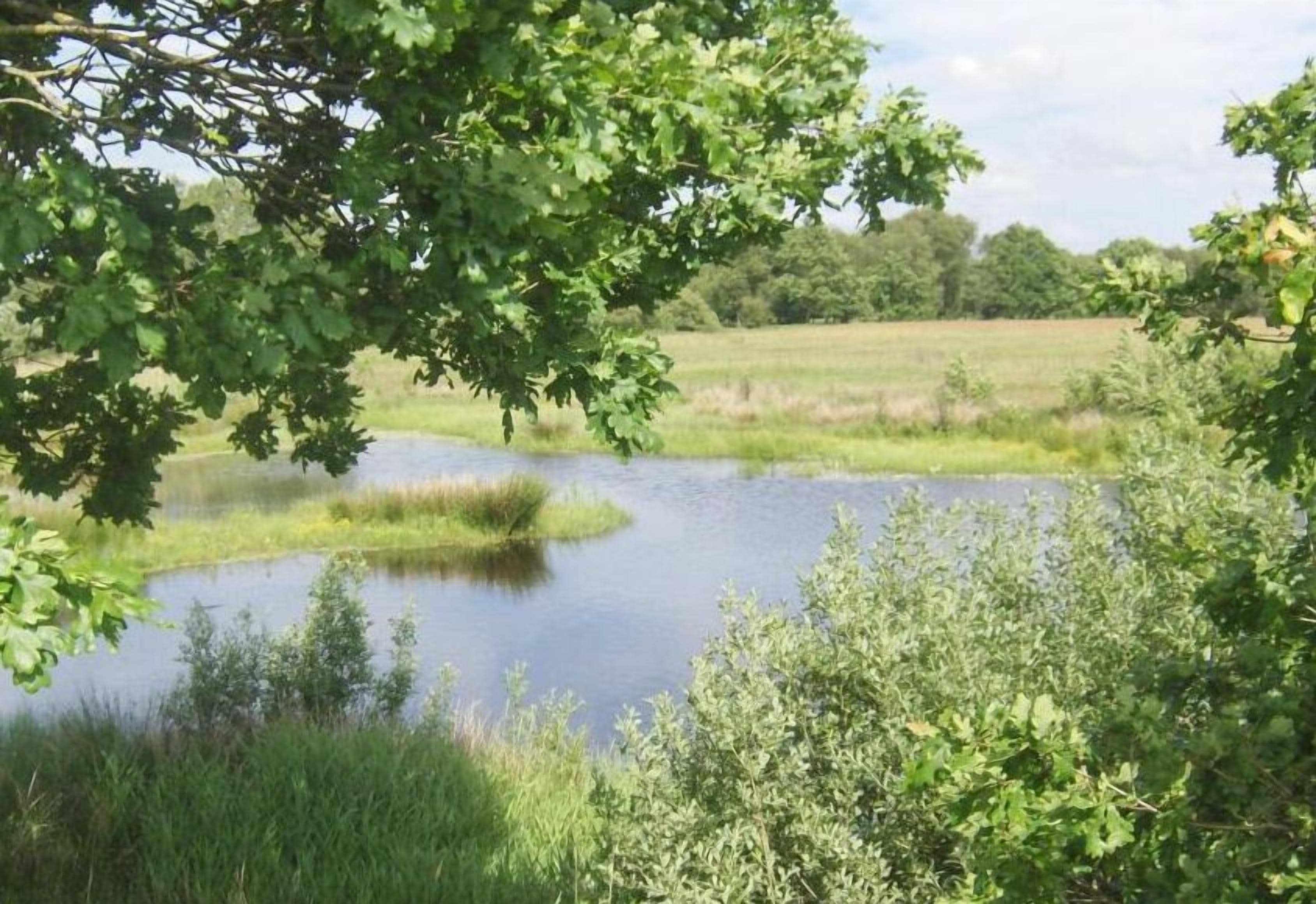 En dam omgivet af frodig vegetation og træer.