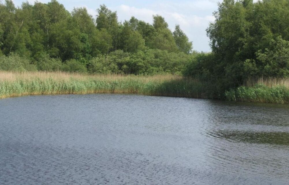 A calm body of water surrounded by dense greenery and trees.