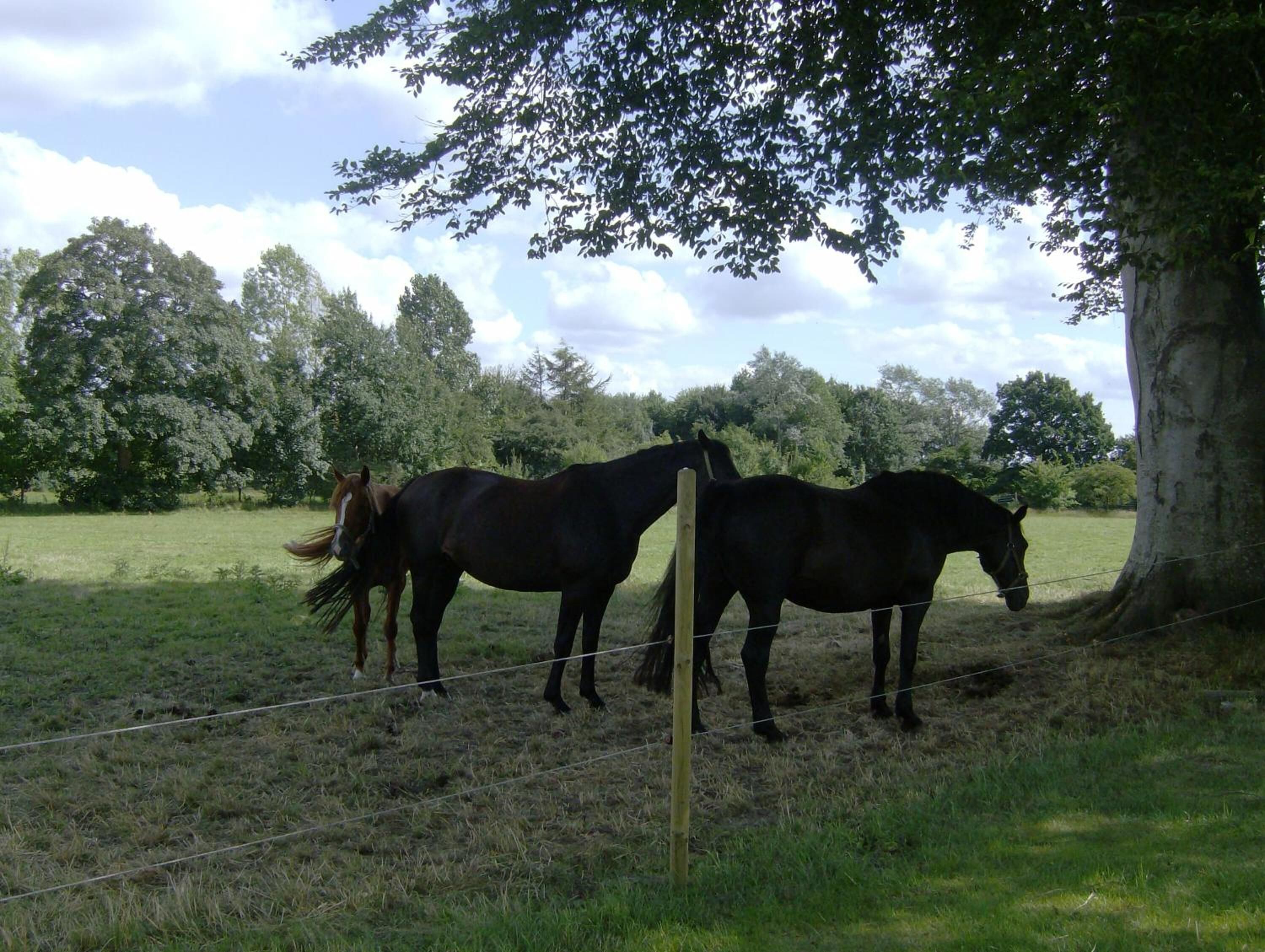 Two horses grazing near a tree in a grassy field with a wire fence.