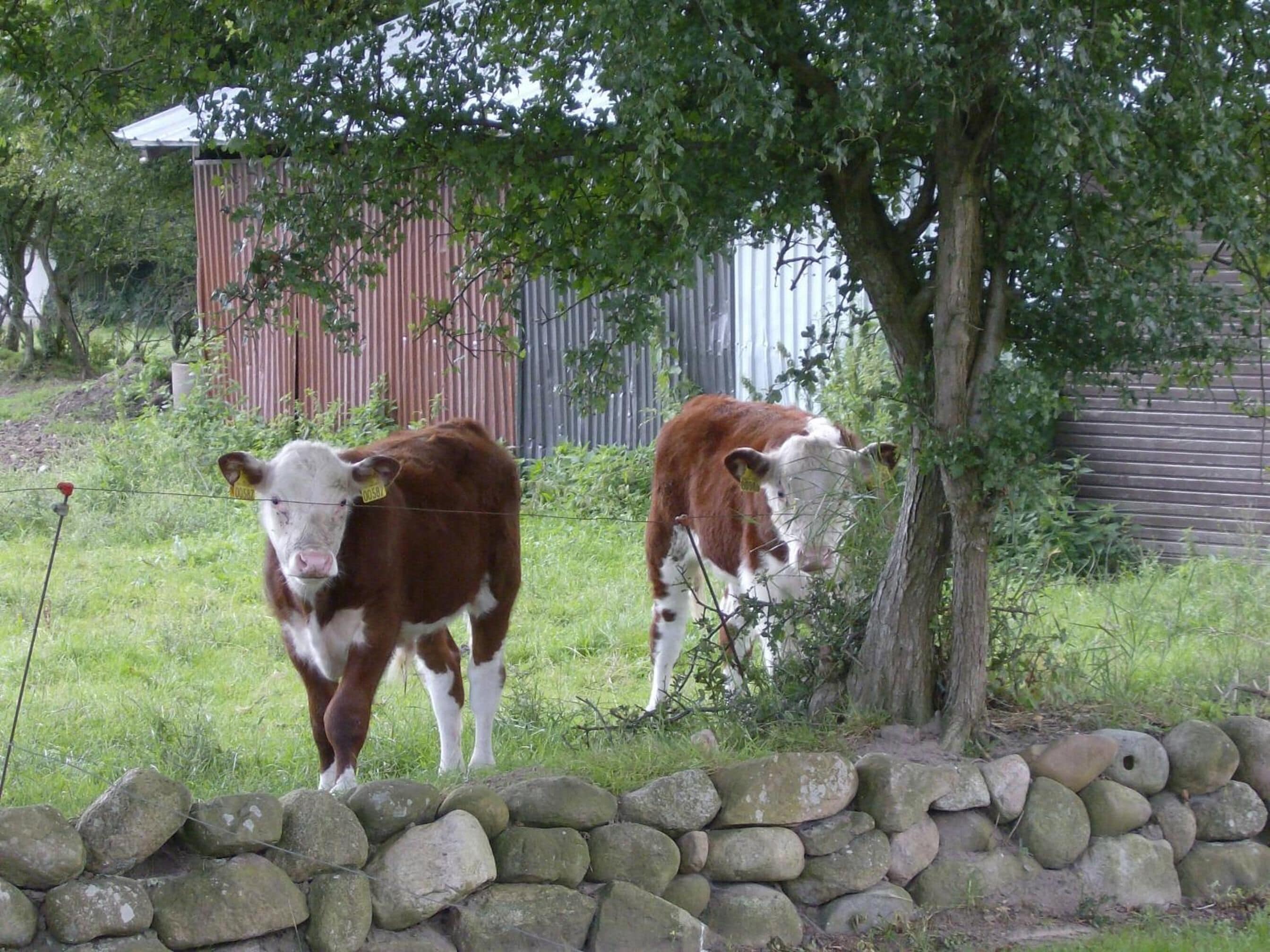 Dos vacas en un campo con un muro de piedra y una cerca de metal.