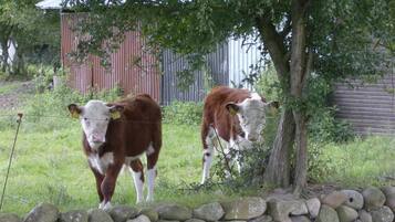 Dos vacas en un campo con un muro de piedra y una cerca de metal.