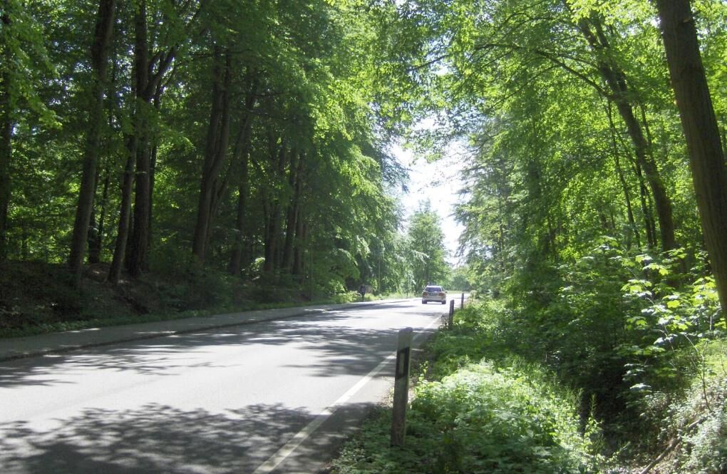 A road flanked by tall trees with a vehicle in the distance.