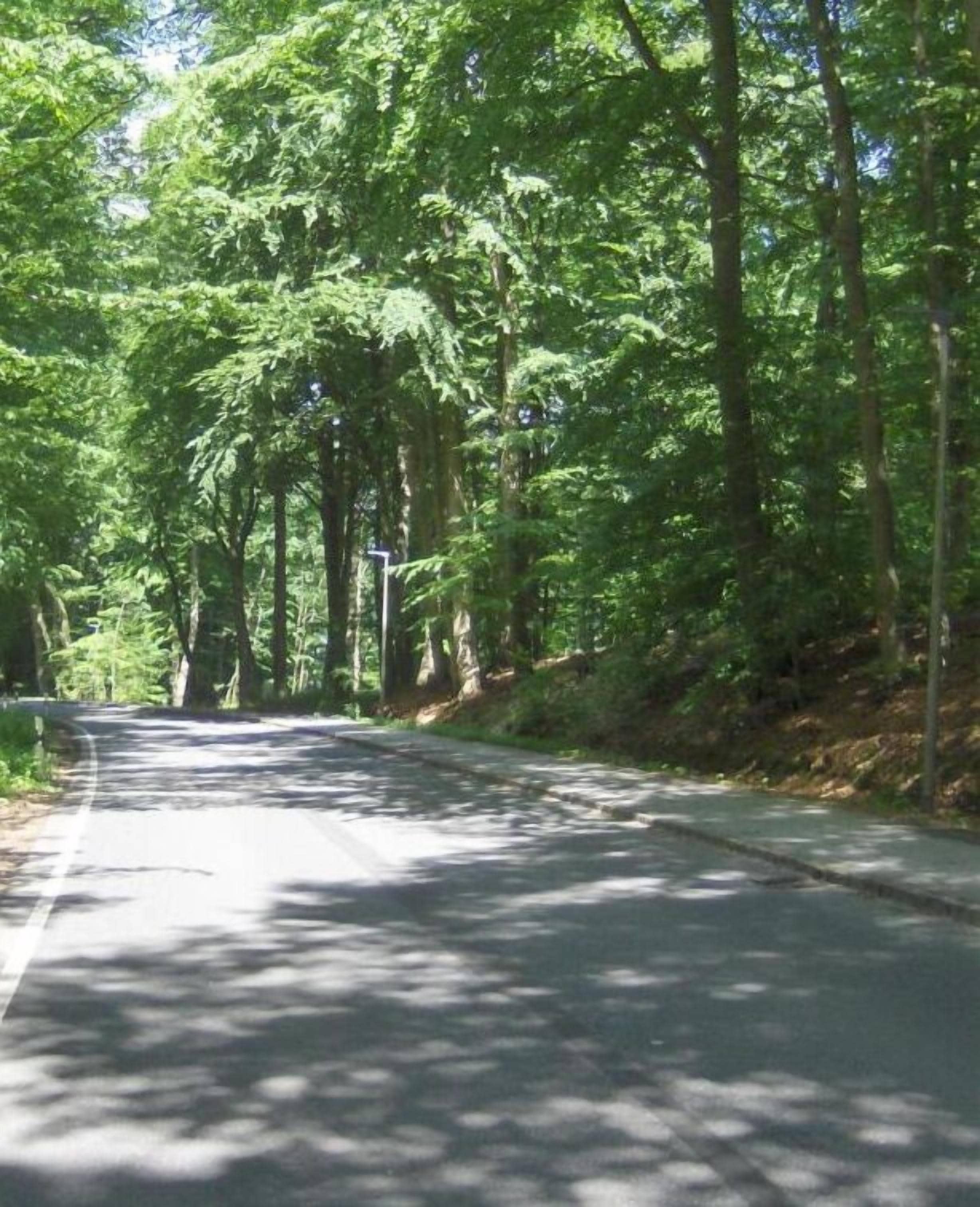 A road flanked by tall trees with a clear sky above.