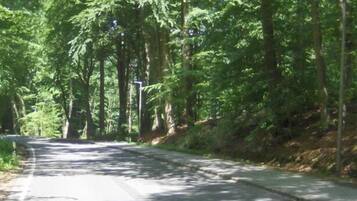 A road flanked by tall trees with a clear sky above.