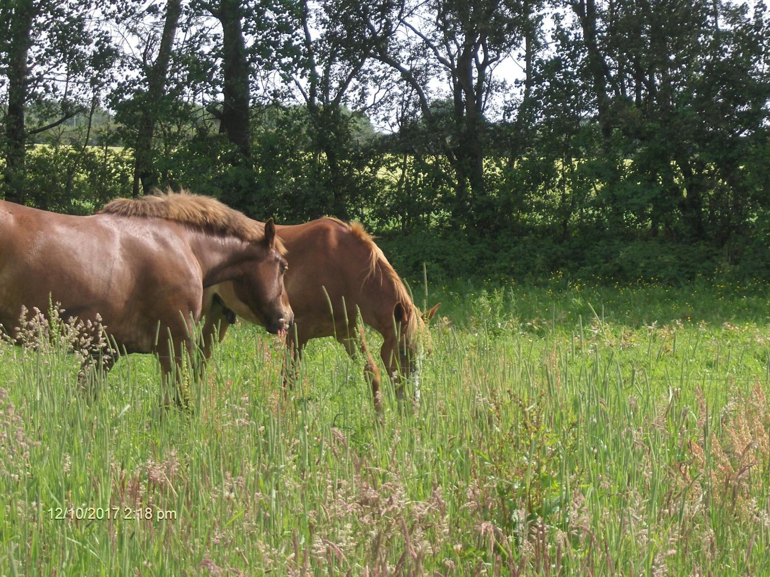 Dos caballos pastando en un campo con árboles al fondo.
