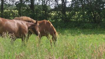 Dos caballos pastando en un campo con árboles al fondo.