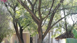 A garden pathway leading to a building with columns, surrounded by various plants and a cactus.
