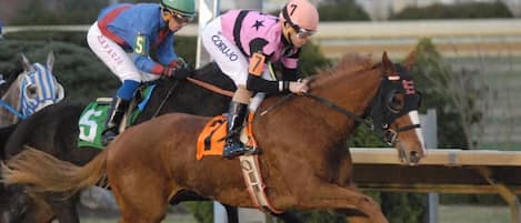 Jockeys on horses racing, with a focus on the horses and jockeys.