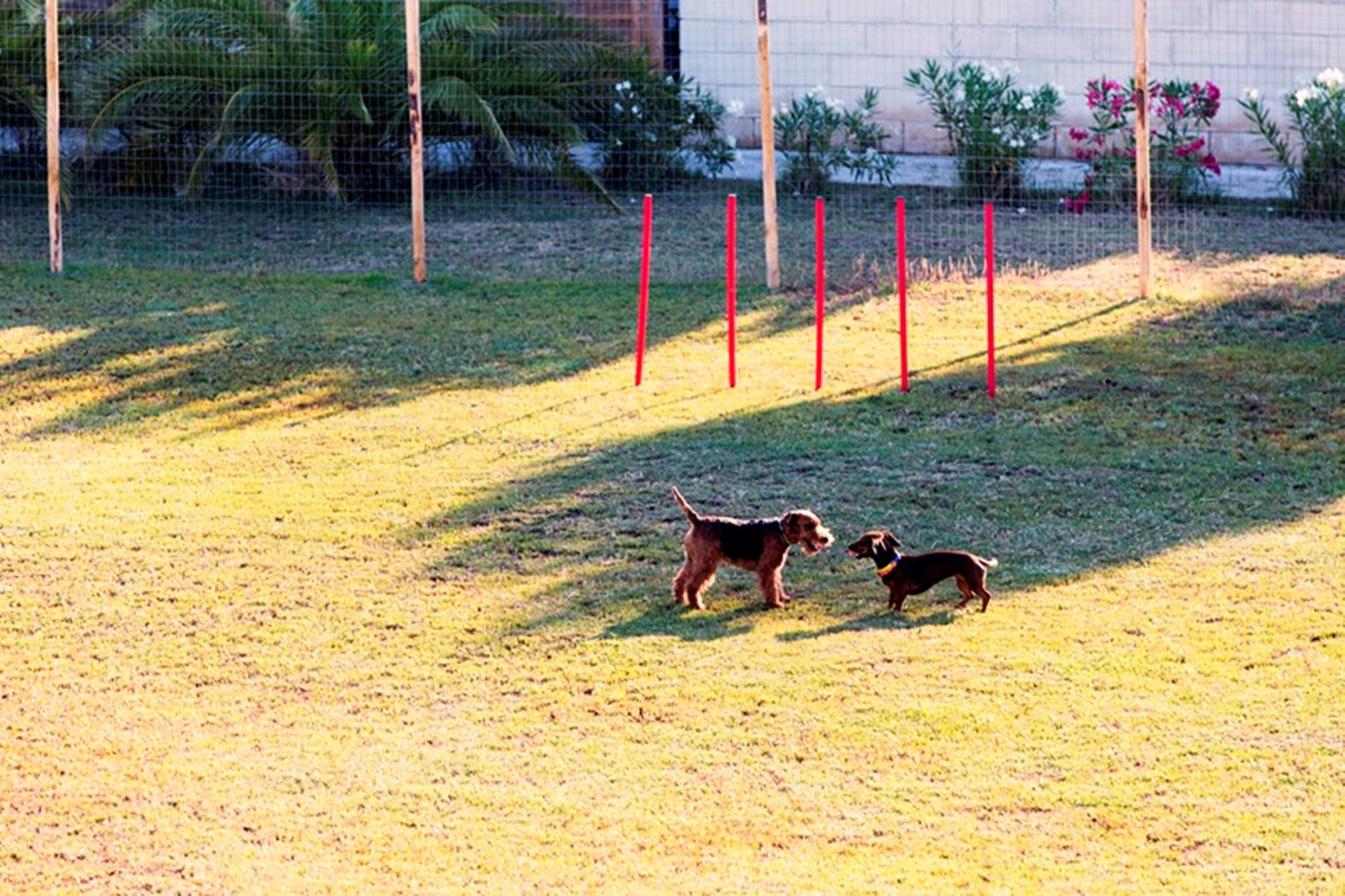 Due cani in un'area esterna recintata con erba e una recinzione in filo di ferro.