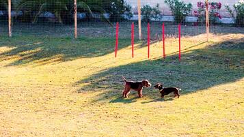 Due cani in un'area esterna recintata con erba e una recinzione in filo di ferro.