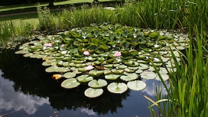 A pond with lily pads and water lilies surrounded by tall grass. - Parkhotel Hitzacker (Hitzacker)