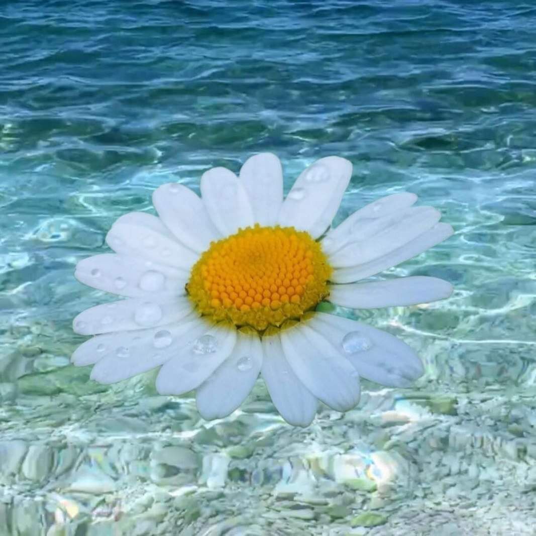 A single white daisy with a yellow center floating on clear water.