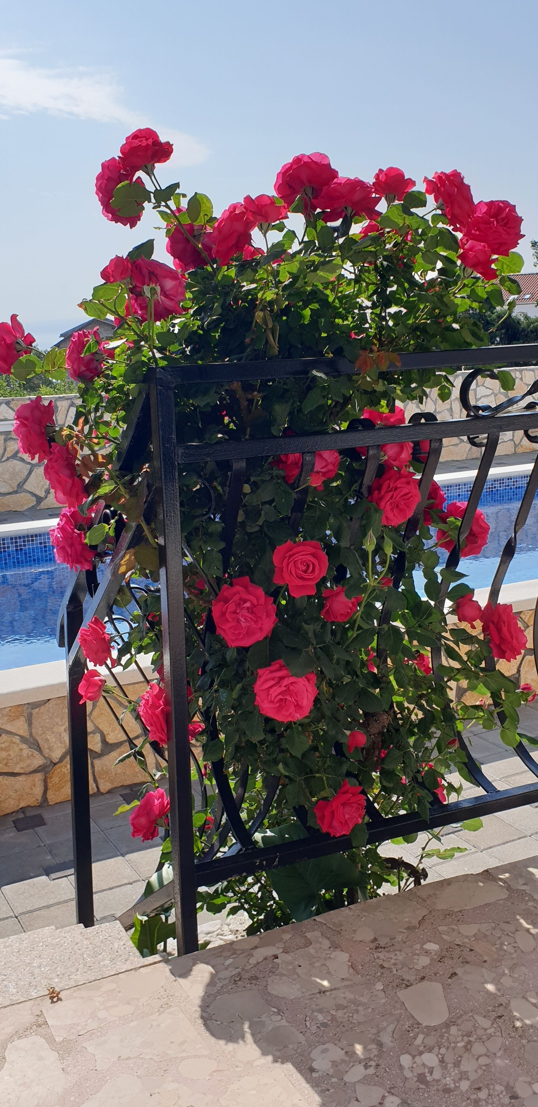 Un jardín con rosas rosadas y una piscina al fondo.