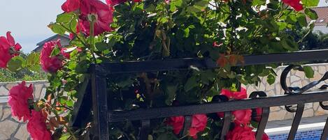 Un jardín con rosas rosadas y una piscina al fondo.