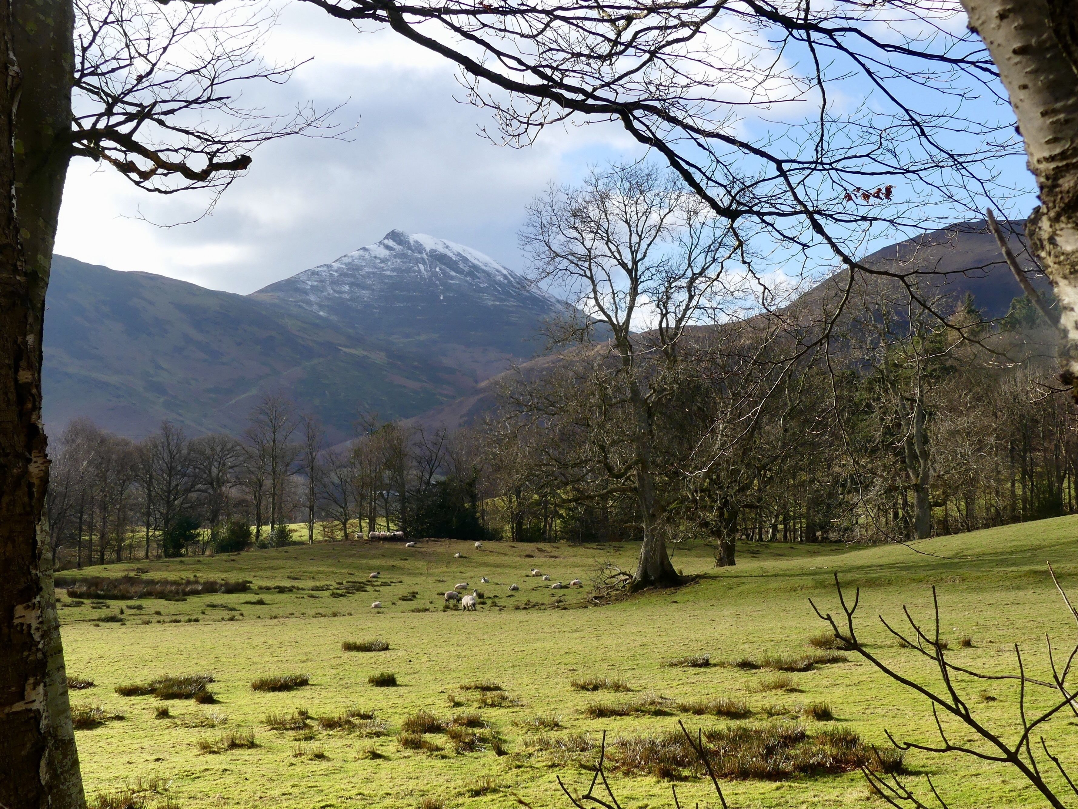 A mountainous landscape with a grassy field and trees.