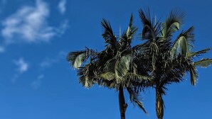 A swimming pool with lounge chairs and palm trees. - Island Palms Motor Inn (Forster)