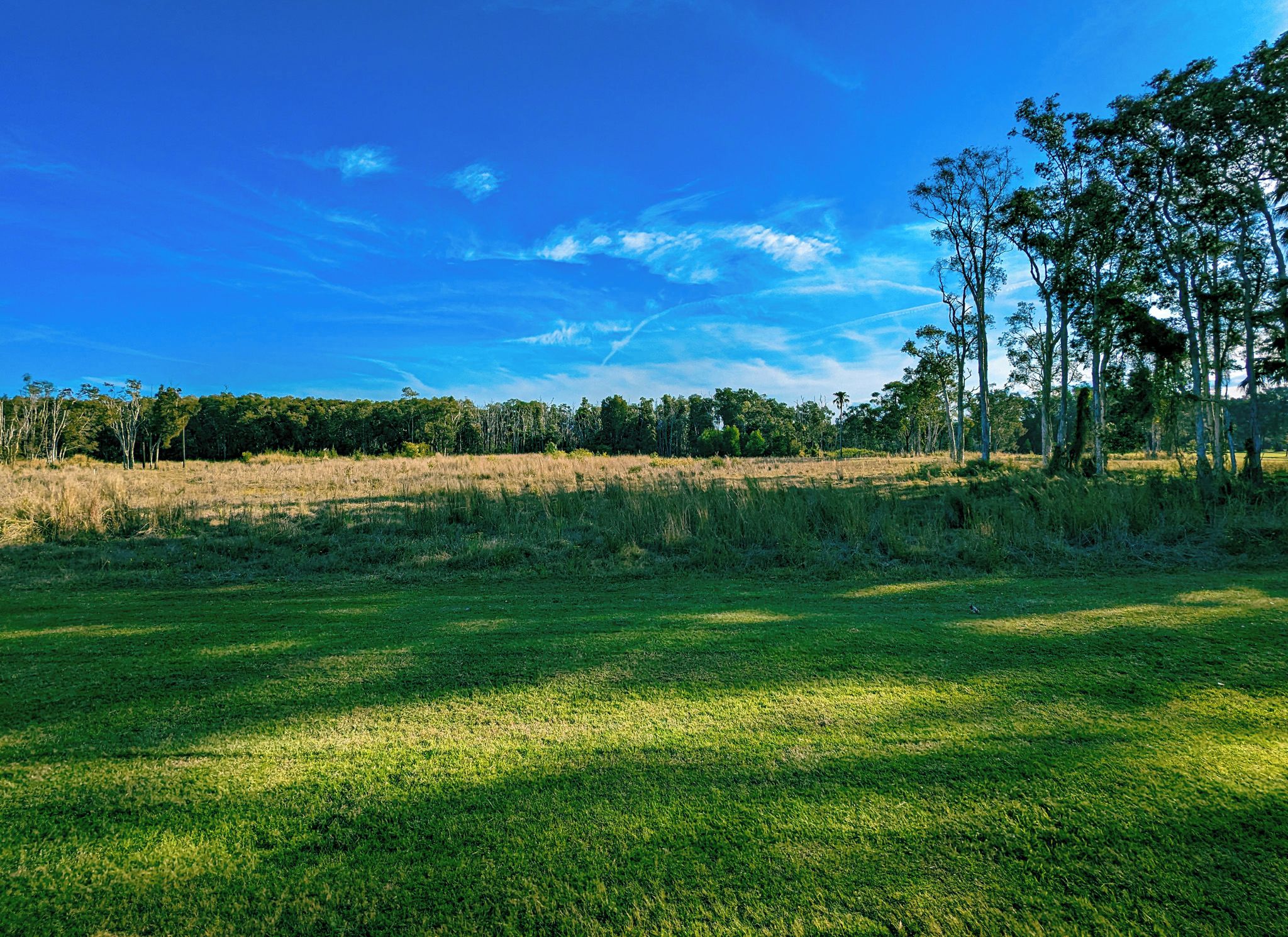 A grassy field with trees in the background under a clear blue sky.