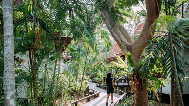 A wooden pathway in a lush garden with a large tree trunk on the right. - Royal Lanta Resort & Spa (Ko Lanta)